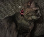 Phoebe.jpg