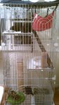 Kitten Tower.jpg