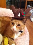 Christmas cat.JPG
