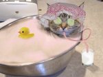 cat spa.jpg