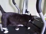cat treadmill.jpg
