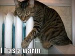 funny-pictures-cat-has-warm-radiator.jpg