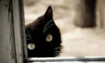 Peekaboo.jpg