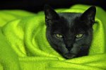 Green_Blanky.jpg