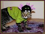 Cat_Costume.jpg