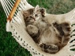 Hamoc_Kitten.jpg