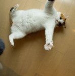 cat_wants_hugs.jpg