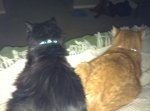 kitties in bed.jpg