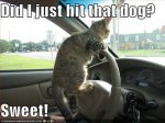 Car hit dog.jpg
