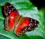 butterfly-museum-2.jpg