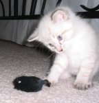 baby Eliot and mouse2.jpg