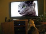 Henry cats101.jpg