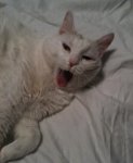scout_yawn.jpg