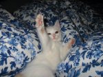 scout_kitten.jpg