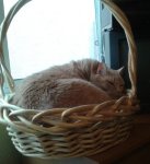 Champ.in.his.basket1.jpg