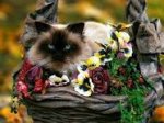 Flowers for Jill.jpg