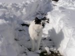 SnowcatMookie1.jpg