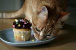 cat-eating-cupcake.jpg