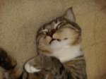 Mittens cute nap.jpg