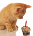kitty bday.jpg