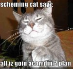 schemingcatsay128551920307790086.jpg