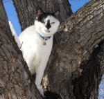 Mooks in tree.jpg