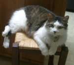 Atticus on stool-rs.jpg