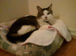 Atticus in new bed-rs.jpg