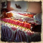 SiennaMarMir on bed.jpg