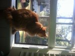 Chewy in Window 2.jpg
