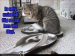 funny-pictures-kitten-uses-one-sandal.jpg