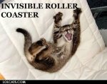 roller cat.jpg