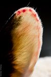 Ear-1.jpg
