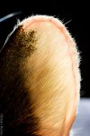 Ear-2.jpg