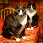 fish tacos kitties.jpg