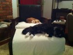 030512 kitties.jpg