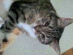 Cool Kitty.jpg