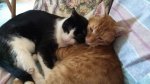Finnegan and Grayson.jpg