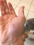 cat bit wound.jpg