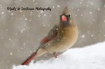December Cardinal.jpg