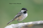 Black-Capped Chickadee.png