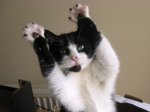 2 paws up.jpg