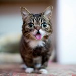 A-Very-Happy-Cat..jpg