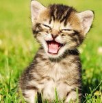 5edc735b303b9c92d3a90af1deadfe6e--happy-faces-smiling-animals.jpg
