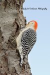 Red-Bellied Woodpecker2.jpg