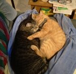 Leo and Little Dude - The Cuddlers 01-12-2018b.jpg