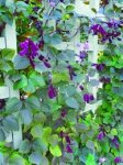 vines 04.jpg