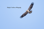 Juvenile Bald Eagle.png