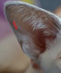 cat ear.jpg