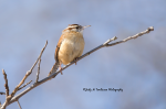 Carolina Wren.png